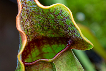 Trompetbekerplant