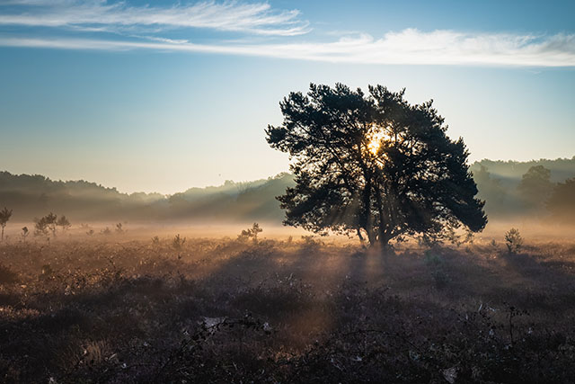 Heide aan de Udensedreef met zonnestralen door het silhouet van een boom