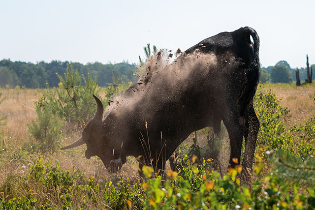 Tauros laat dominant oergedrag zien door zand omhoog te werpen met de hoorns op een zomerse dag