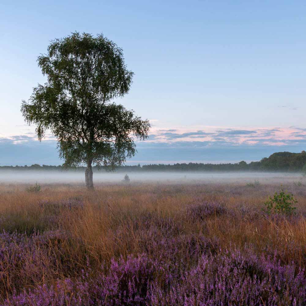 De heide van de Schaijksedreef in ochtendmist gehuld