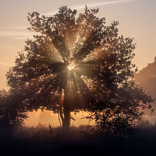 Zoom Academy Summerschool - De opkomende zon schijnt door het silhouet van een boom tijdens ochtendmist